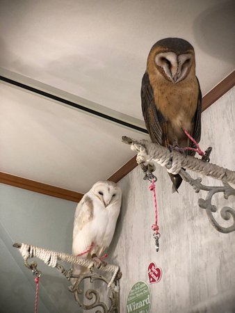 Descubra Akiba Fukuro – The Owl Cafe no Japão.