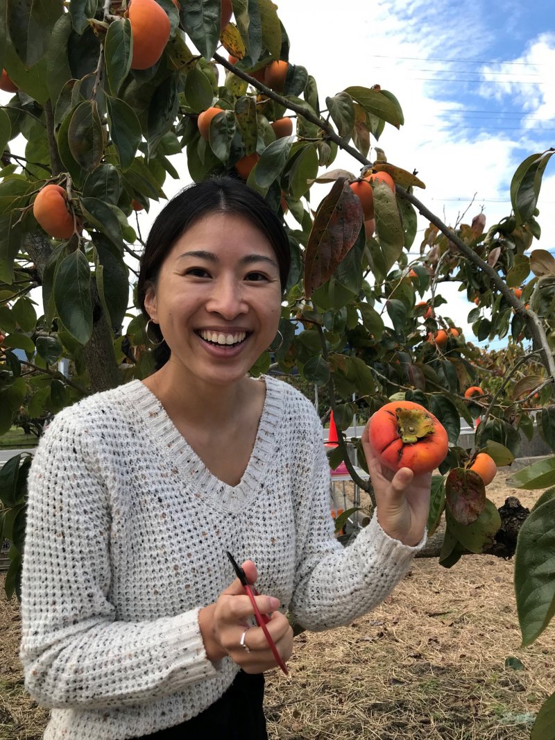 Discovering Picking Persimmon in Katsuragi in Japan 4
