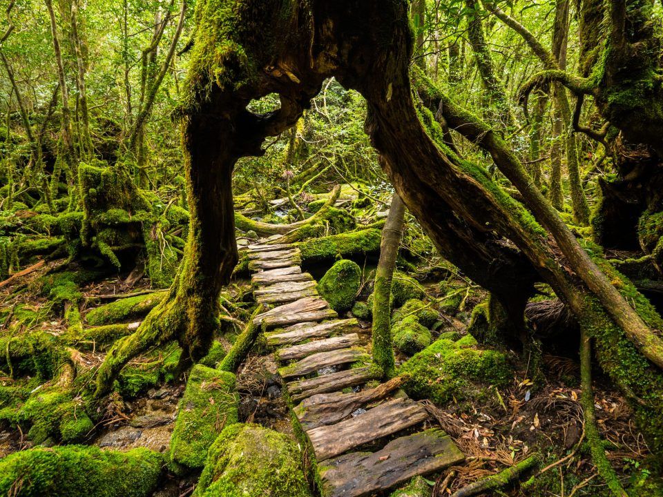 Discovering The Forest, Japan’s Best Kept Secret in Japan 2