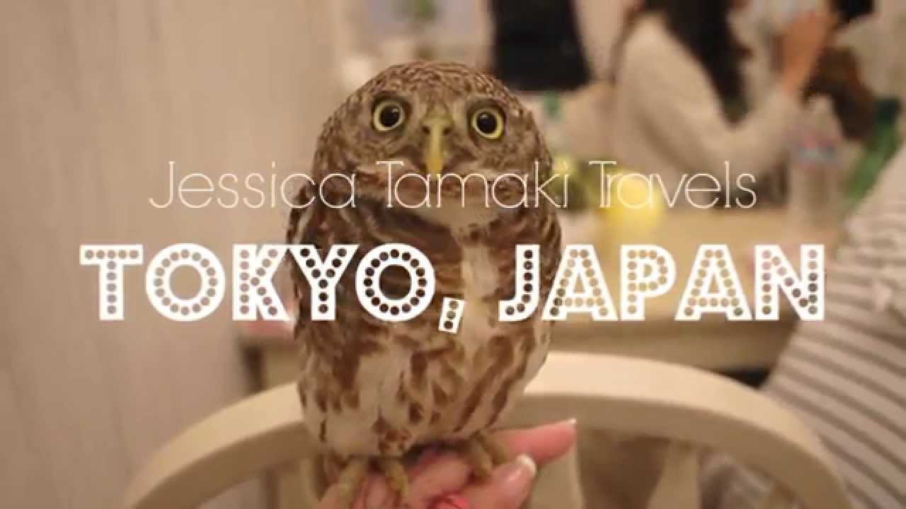Erkundung von Akiba Fukuro – das Owl Cafe in Japan – das Owl Cafe