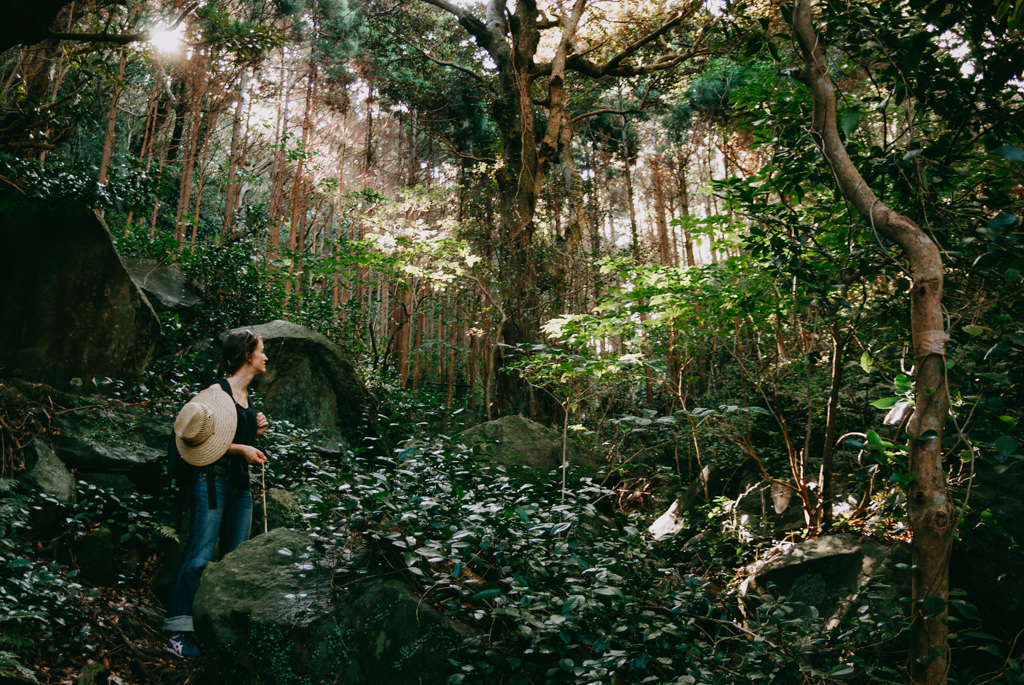 استكشاف آخر غابة في اليابان اليابان