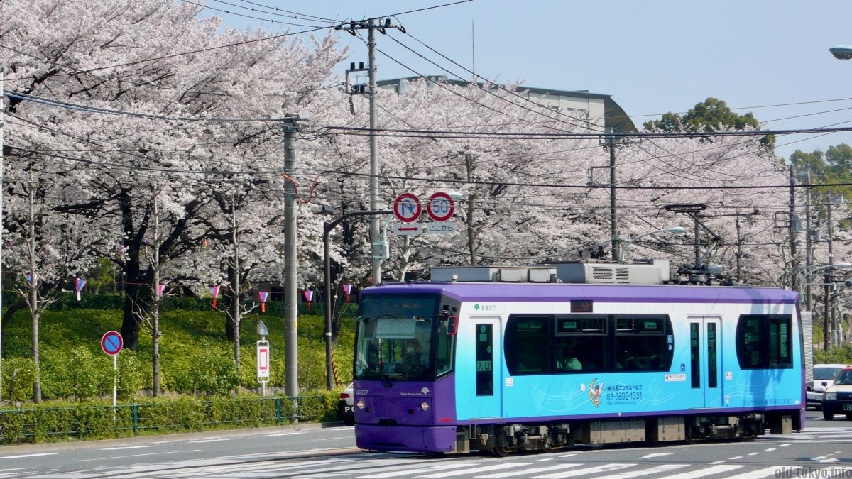 Khám phá Tokyo Sakura Garden Spring Festival Nhật Bản 2024