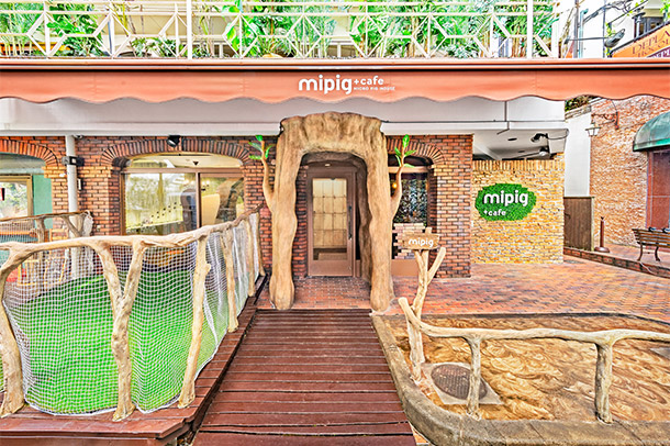 الصعود مقهى Mipig في اليابان