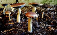 Growing wine cap mushrooms: An easy beginner’s guide 2