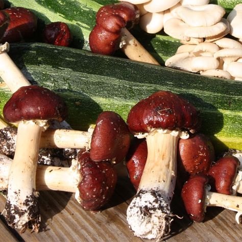 Growing wine cap mushrooms: An easy beginner’s guide 3
