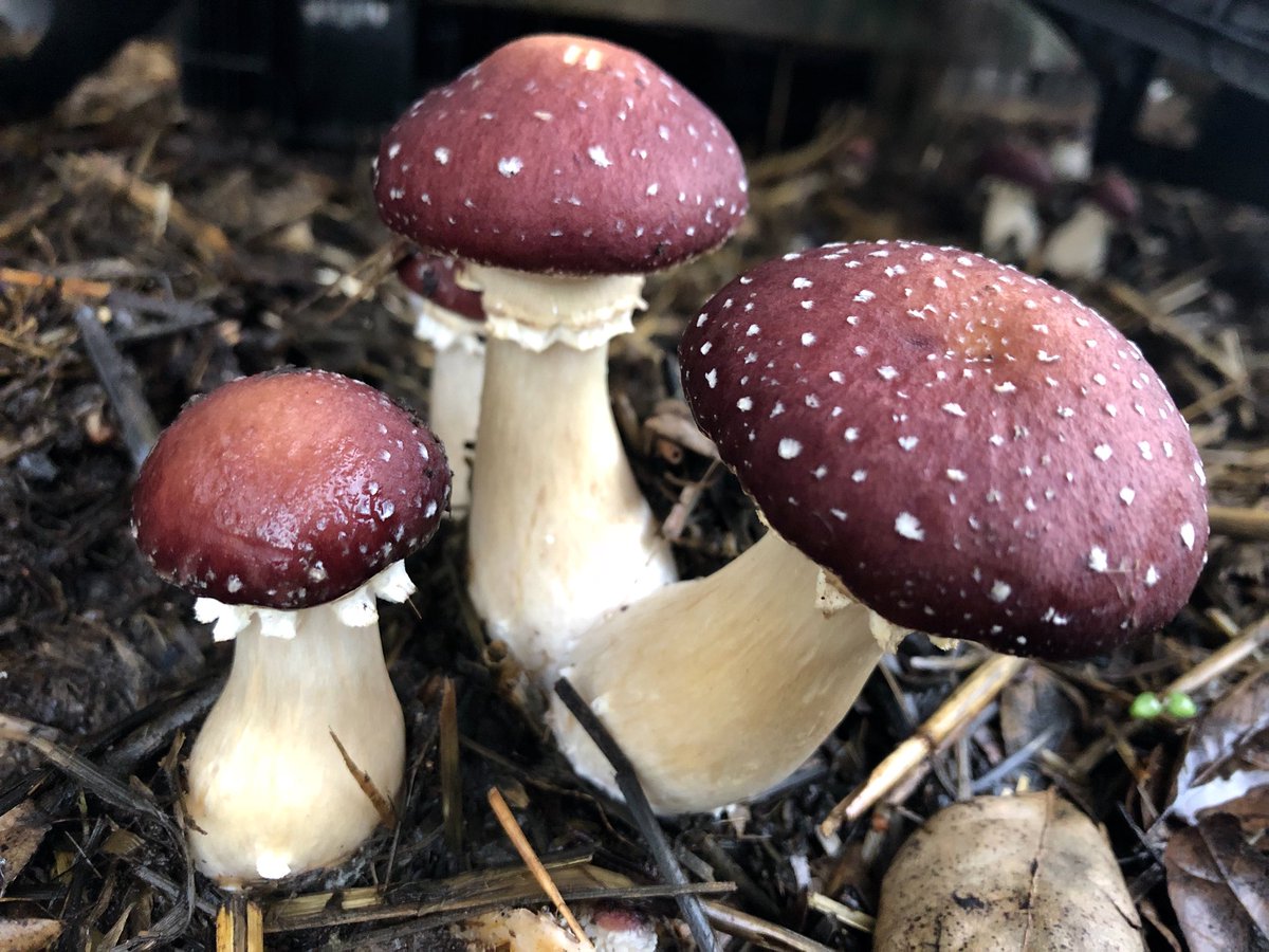 Growing wine cap mushrooms: An easy beginner’s guide 4