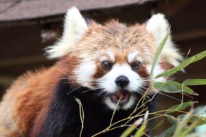 Sugestões sobre o Parque Zoológico Chiba Japão
