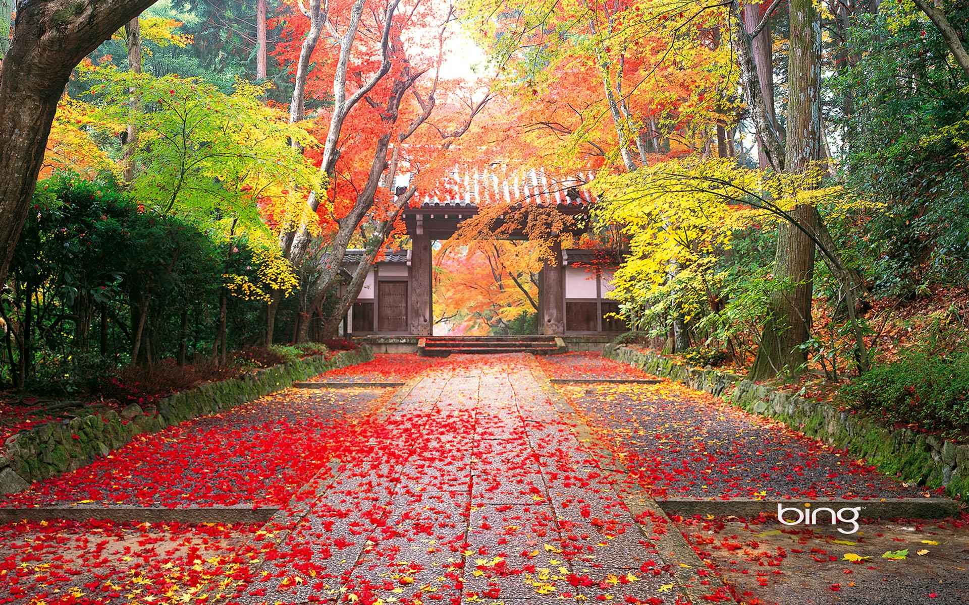 Guide to Shounsanso Autumn Leaves Light-up Japan 2024 4