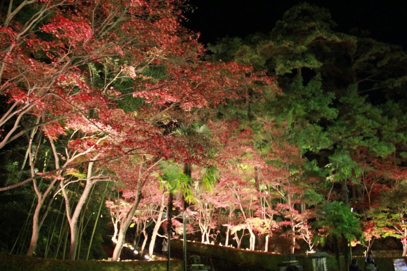 Guide to Shounsanso Autumn Leaves Light-up Japan 2024 5
