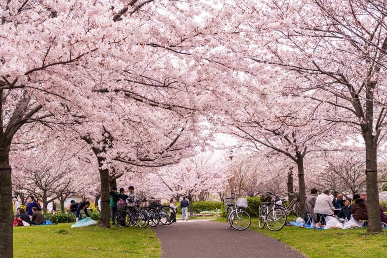 Tokyo Sakura Garden Spring Festival in Japan