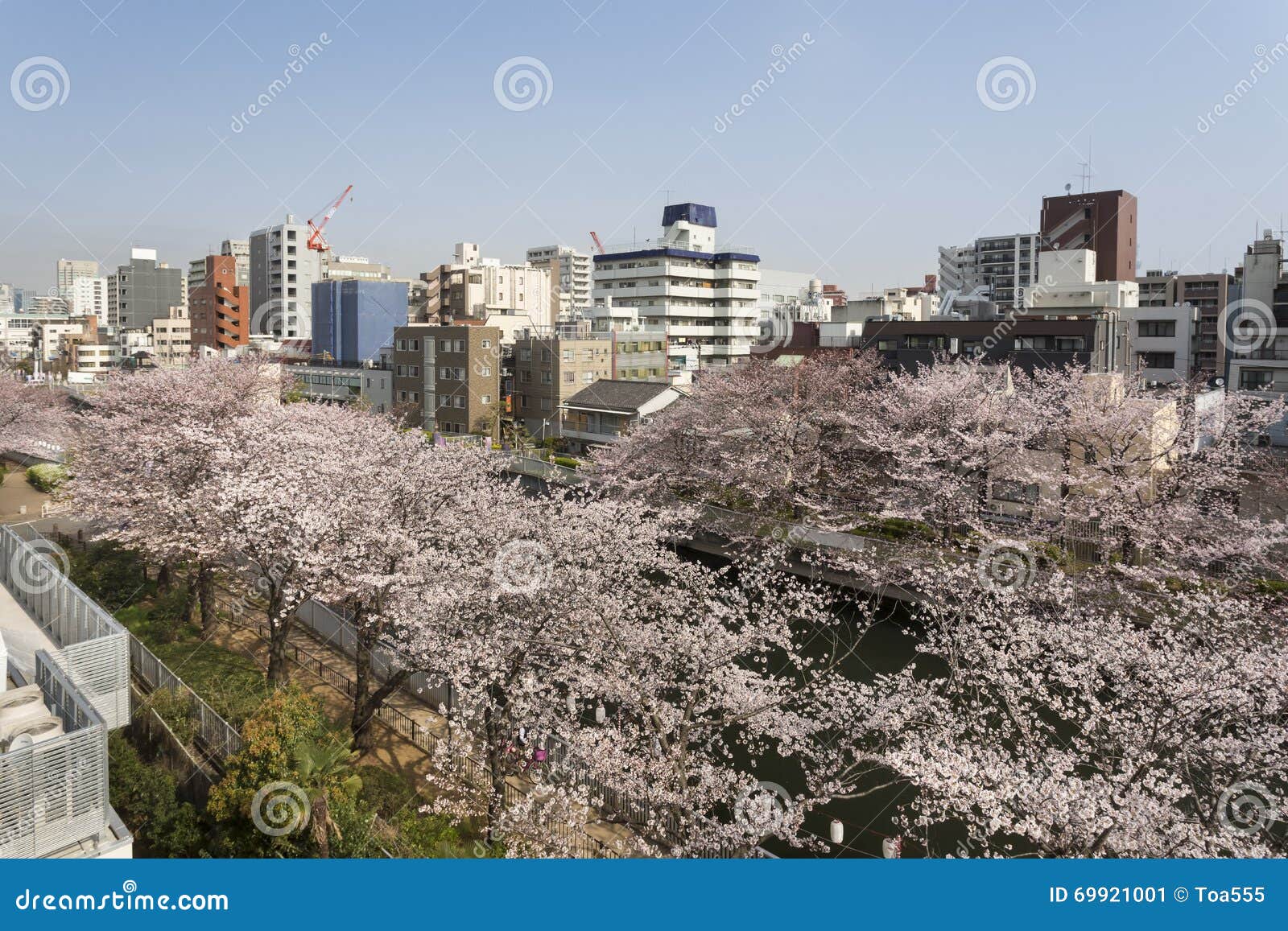 Guide to Tokyo Sakura Garden Spring Festival in Japan 2