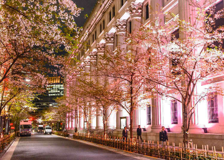 Guide to Tokyo Sakura Garden Spring Festival in Japan 3