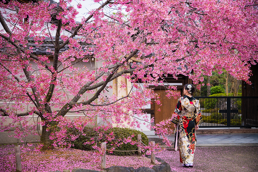 Guide to Tokyo Sakura Garden Spring Festival in Japan 4