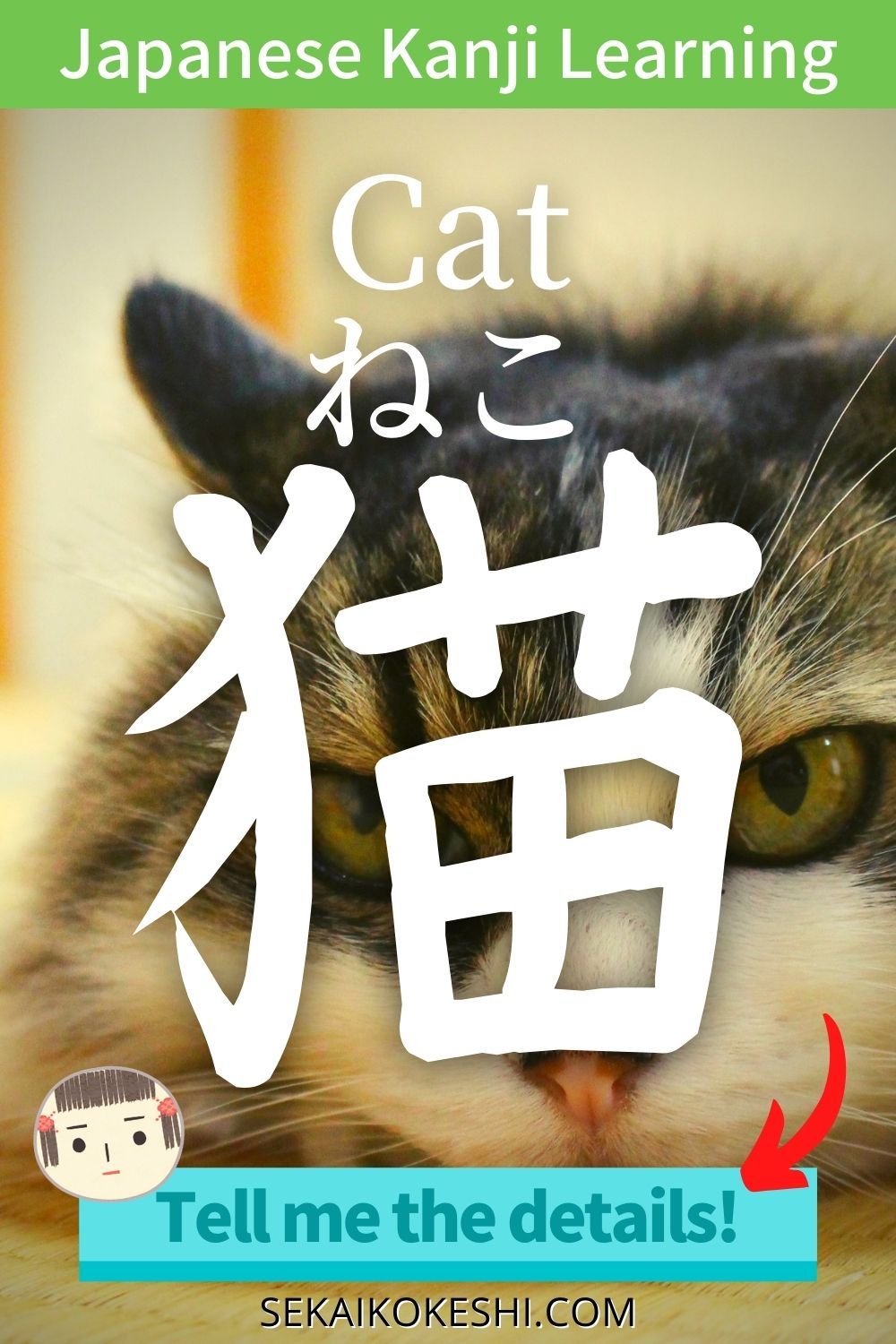 วิธีพูดว่า ‘แมว’ เป็นภาษาญี่ปุ่น