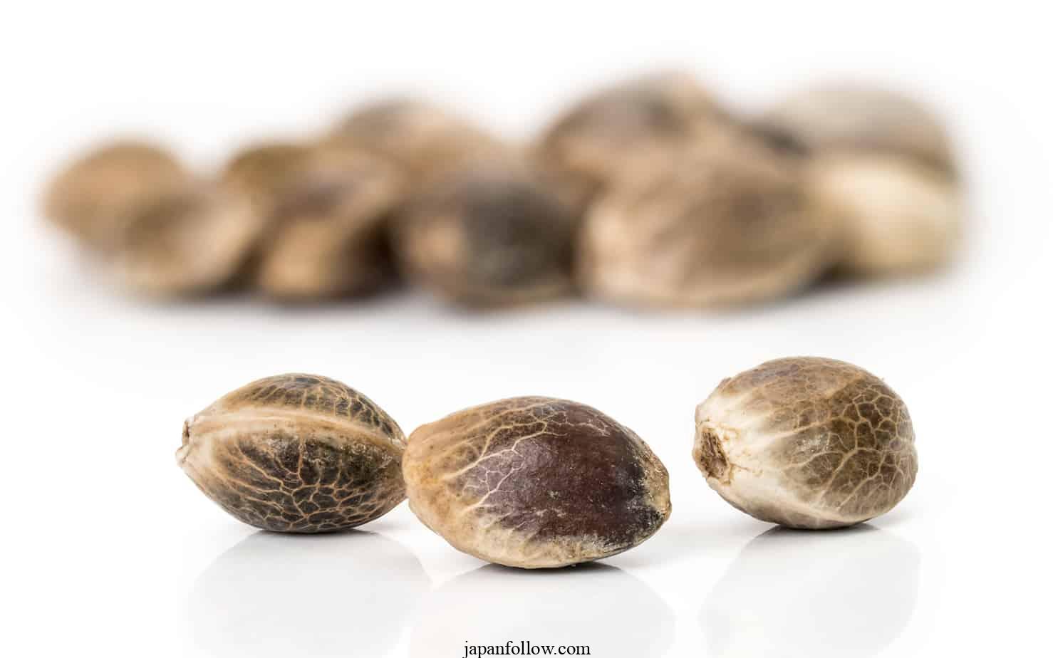 6 lời khuyên hoàn hảo để nảy mầm hạt giống khó bắt đầu!