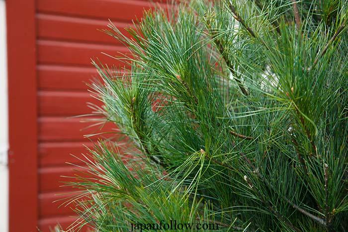 7 Proven Tips and Tricks to Make a Christmas Tree Last Longer 5