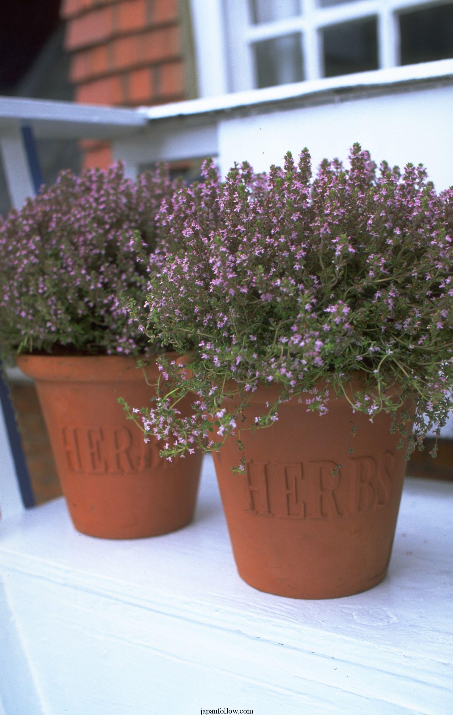 9 Tips for Growing Thyme in Pots or Containers 3