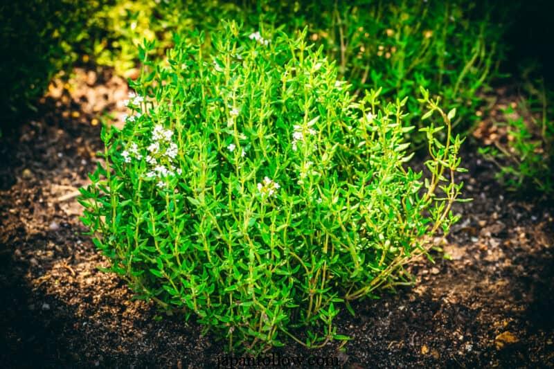 9 Tips for Growing Thyme in Pots or Containers 4