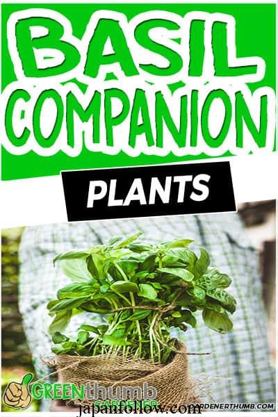 Basil companion plants: The best garden partners for basil plants 3
