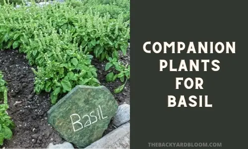Basil companion plants: The best garden partners for basil plants 4