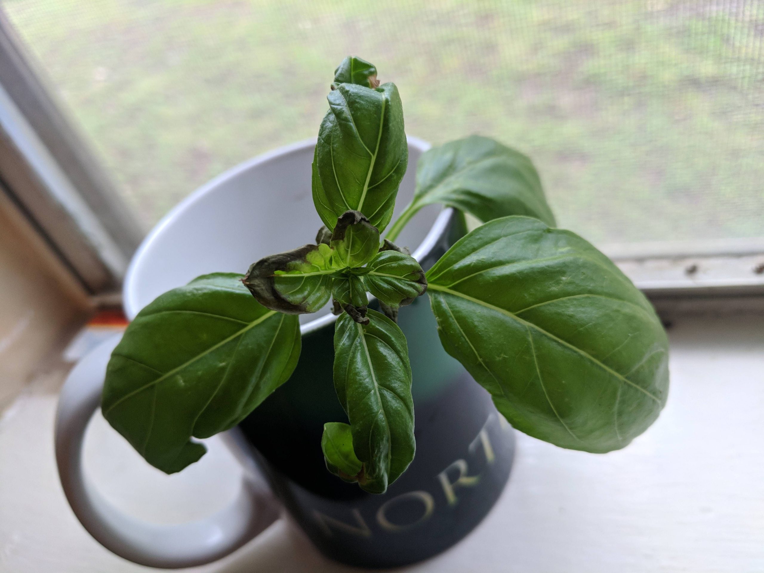 Basil leaves turning black or brown? 9 causes and solutions