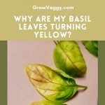 Basil leaves turning black or brown? 9 causes and solutions 2