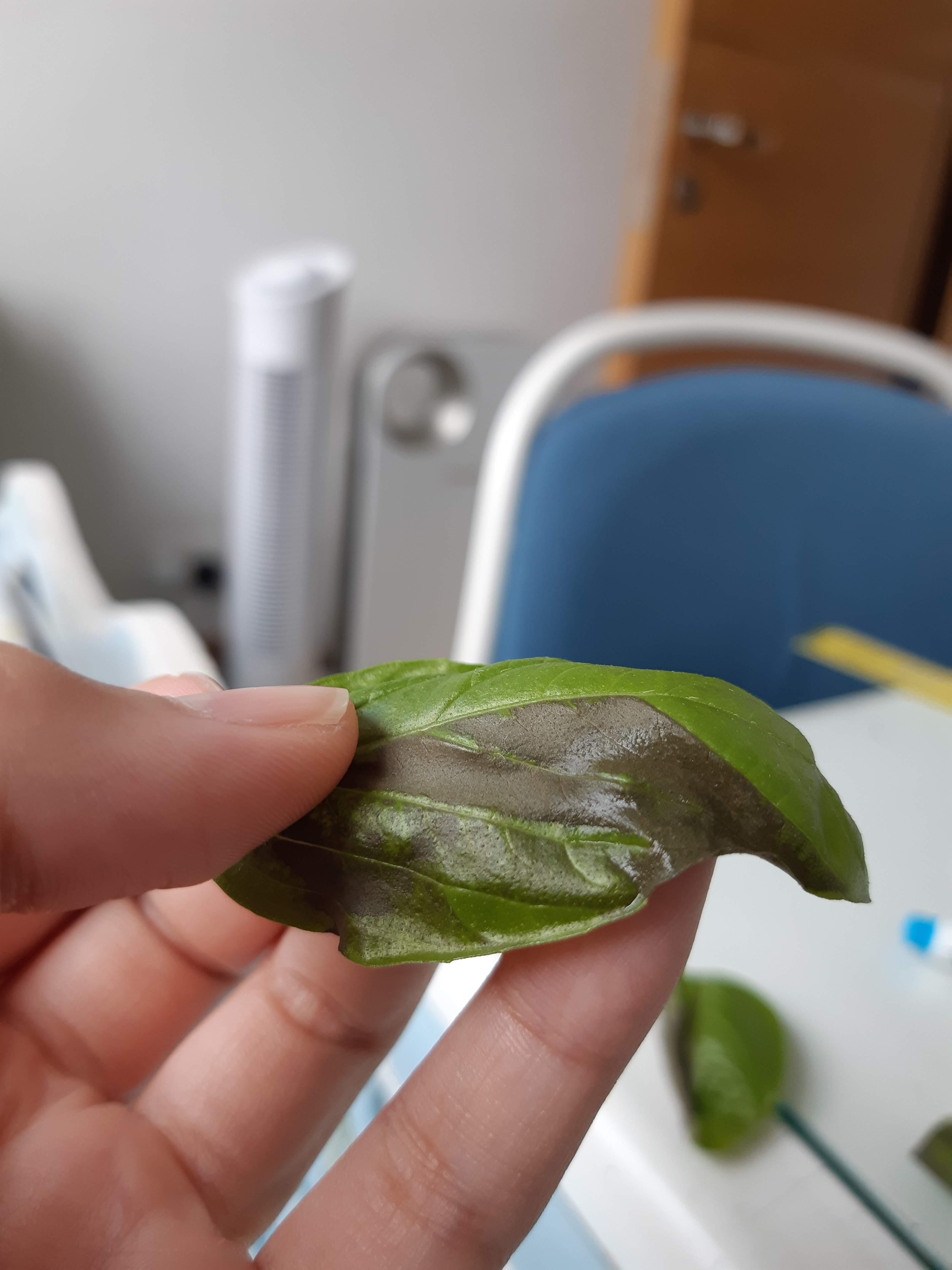 Basil leaves turning black or brown? 9 causes and solutions 3