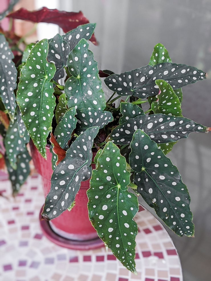 Begonia maculata: How to grow the polka dot begonia 4