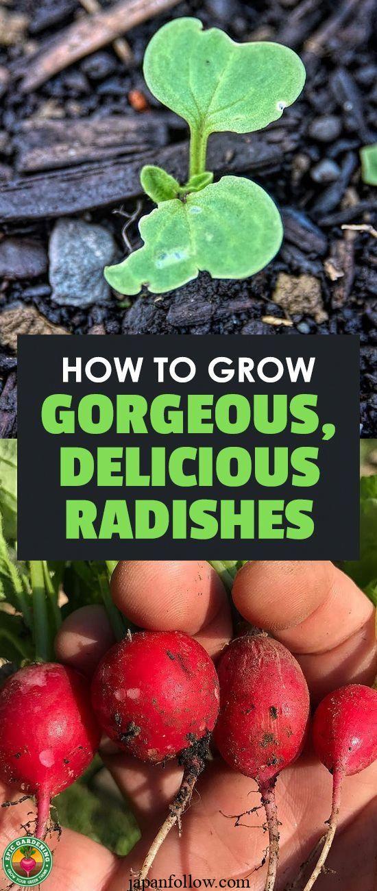 Can You Grow Tomatoes With Radishes? 3