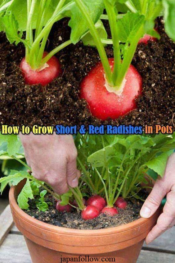 Can You Grow Tomatoes With Radishes? 4