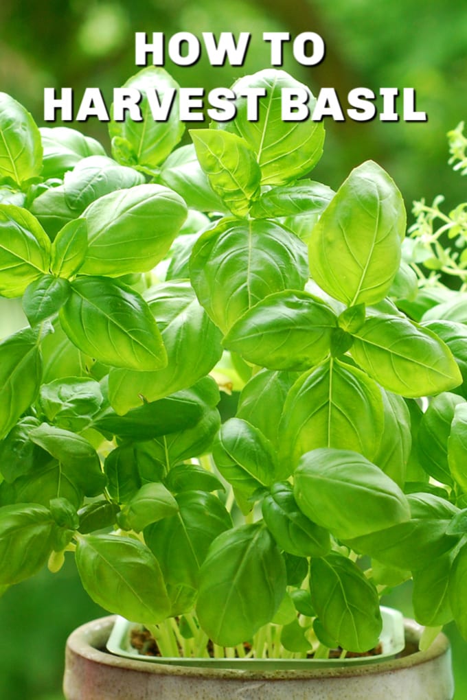 Harvesting basil: Tips to maximize flavor and yield 3