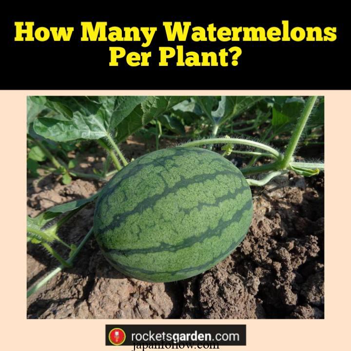 How many watermelons per plant? Tips to maximize production