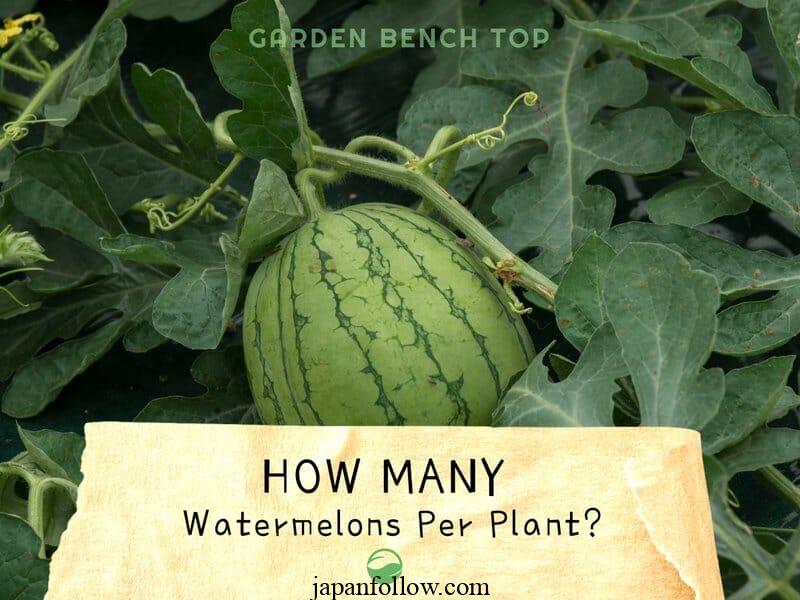 How many watermelons per plant? Tips to maximize production 2