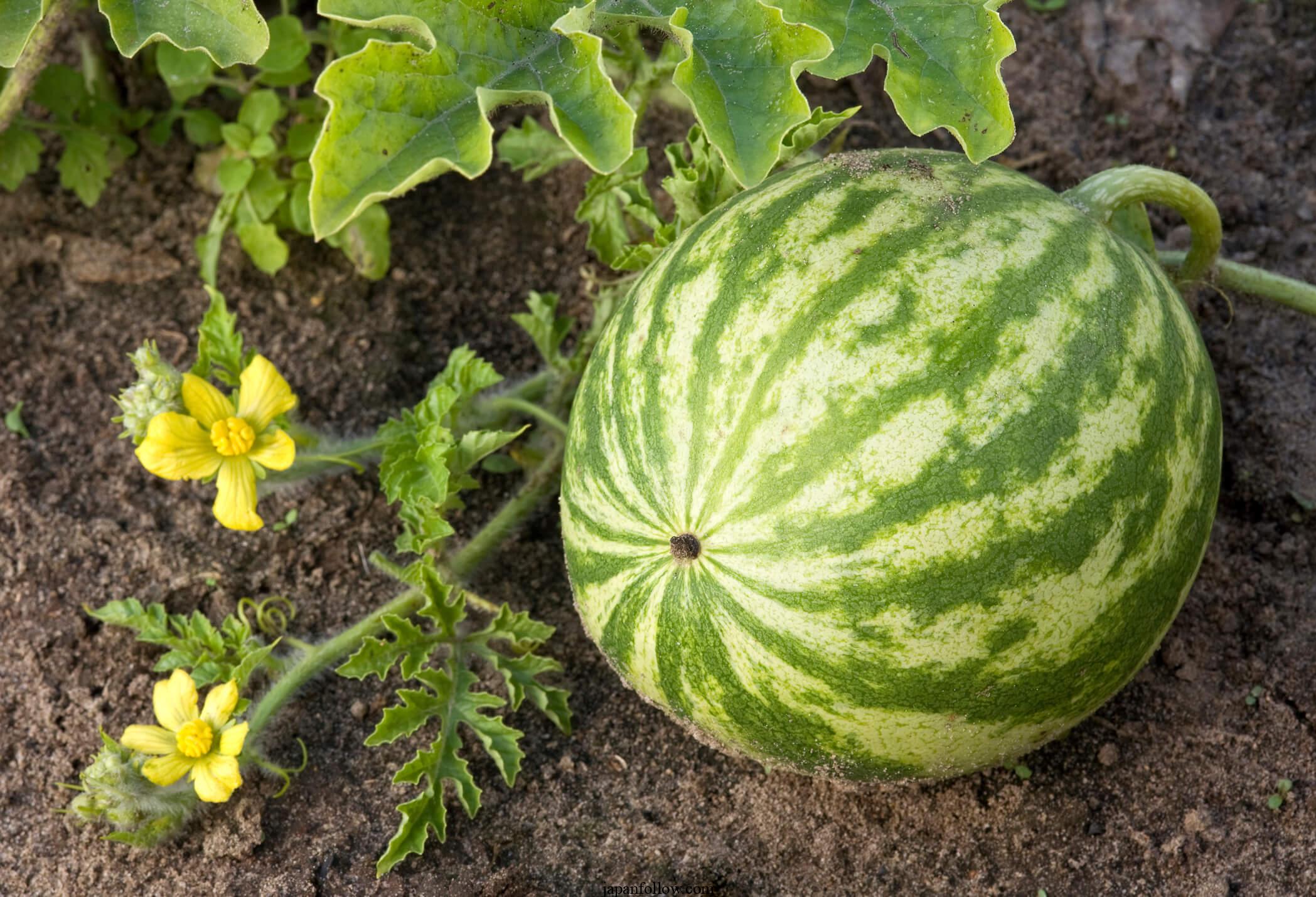 How many watermelons per plant? Tips to maximize production 3