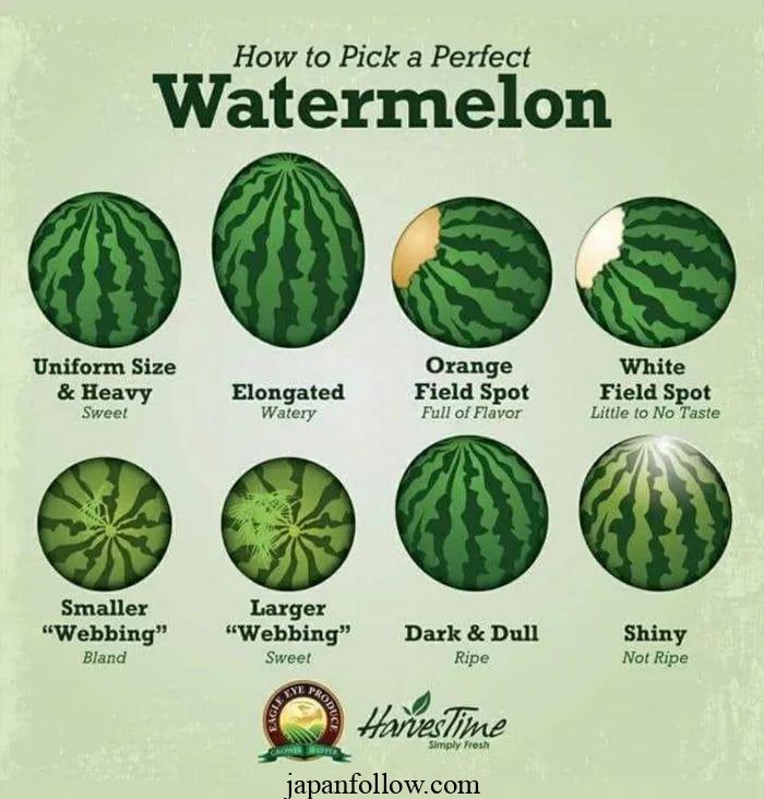How many watermelons per plant? Tips to maximize production 5