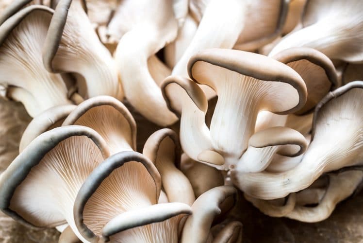 Comment cultiver des champignons d’huîtres à la maison