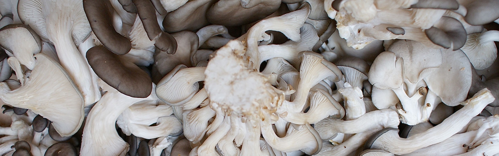 How to grow oyster mushrooms at home 3