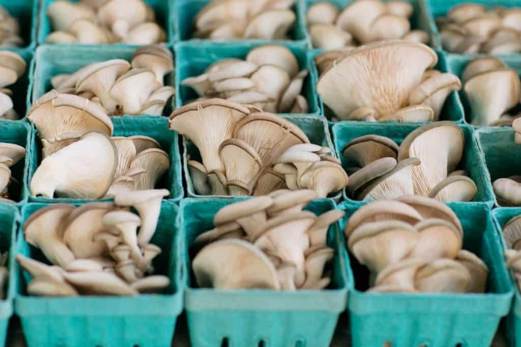 How to grow oyster mushrooms at home 5