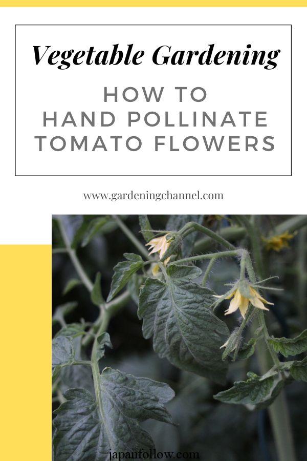 How to Hand Pollinate Tomatoes in Your Garden 3