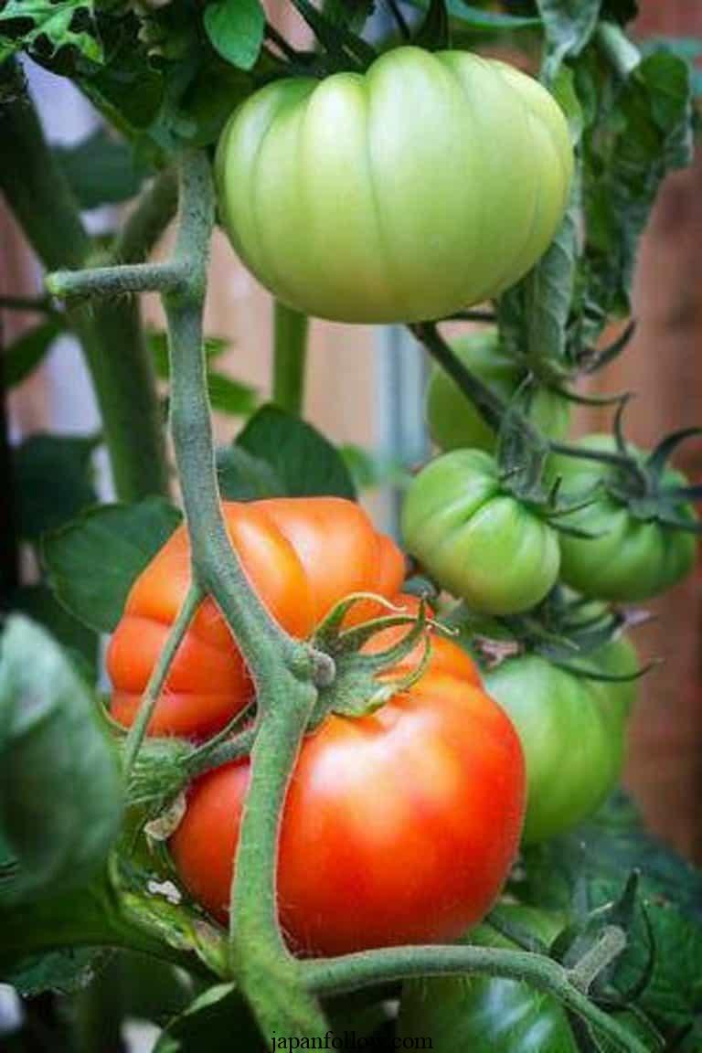 How to Plant, Grow, and Care for Beefsteak Tomatoes