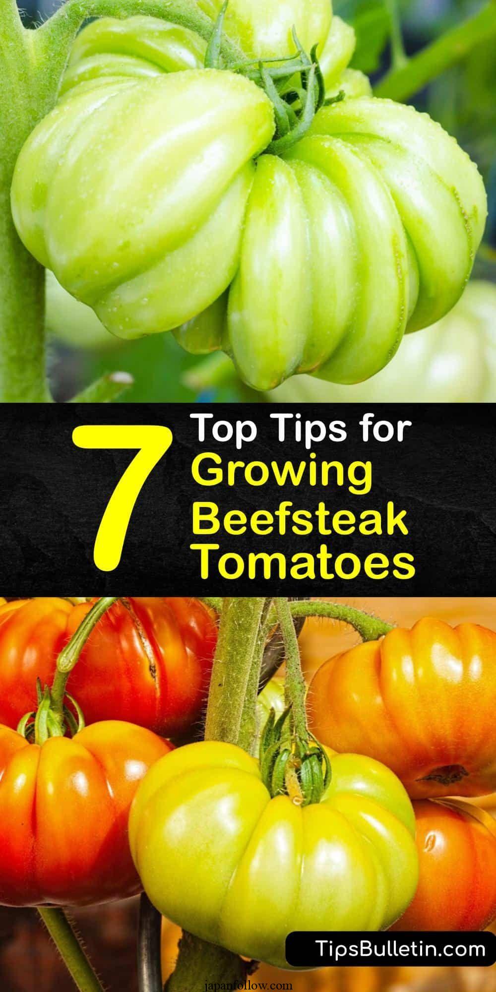 How to Plant, Grow, and Care for Beefsteak Tomatoes 2