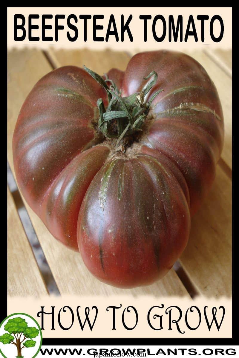 How to Plant, Grow, and Care for Beefsteak Tomatoes 3