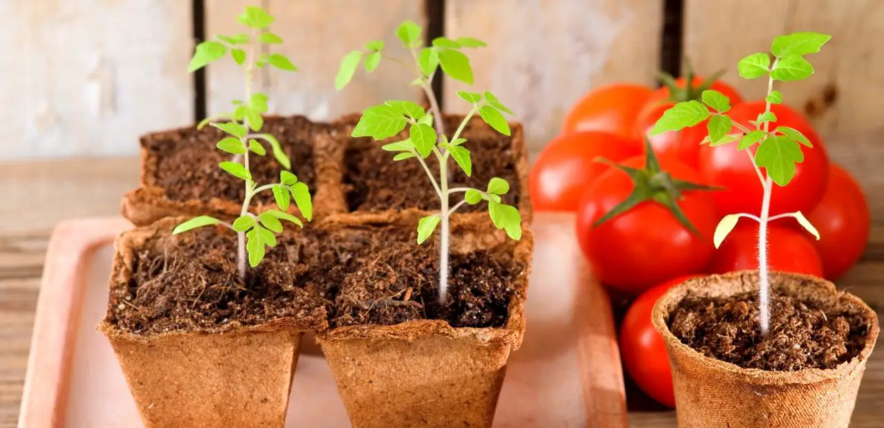 How to Plant, Grow, and Care for Beefsteak Tomatoes 4
