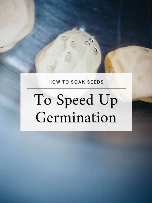 How to Soak Seeds and Speed Up Germination Time 2