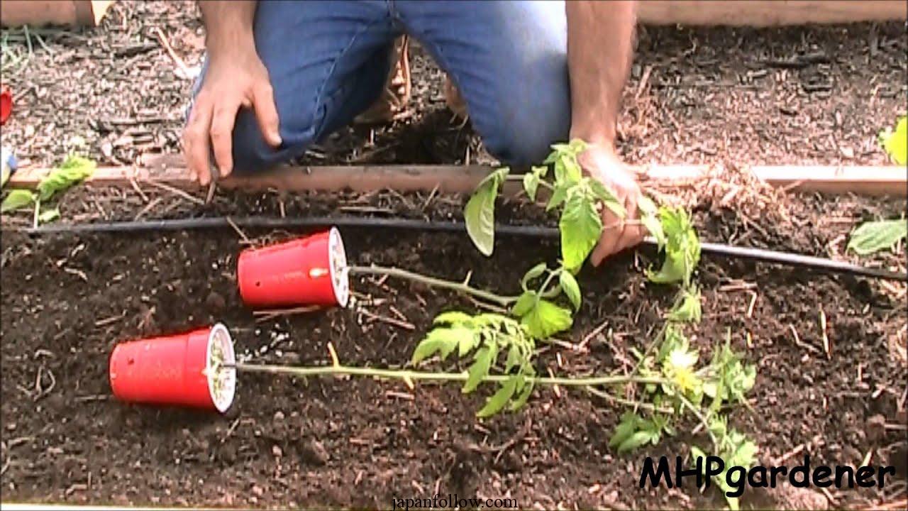 Planting Tomatoes Sideways: How Growing in a Trench Results in Bigger Healthier Plants
