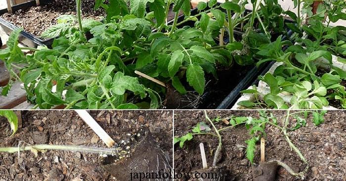 Planting Tomatoes Sideways: How Growing in a Trench Results in Bigger Healthier Plants 3