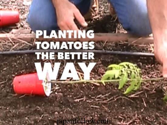 Planting Tomatoes Sideways: How Growing in a Trench Results in Bigger Healthier Plants 4
