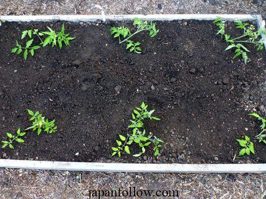 Planting Tomatoes Sideways: How Growing in a Trench Results in Bigger Healthier Plants 5