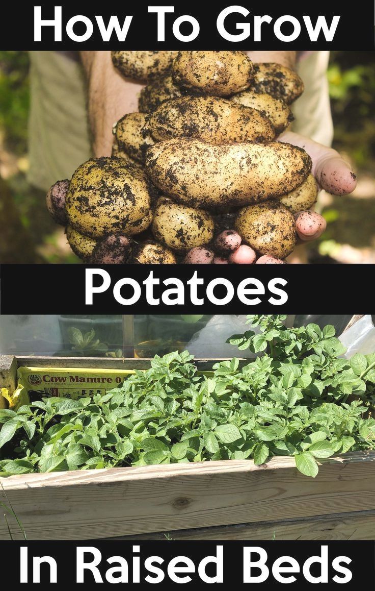 Potatoes in raised beds: A growing guide for success