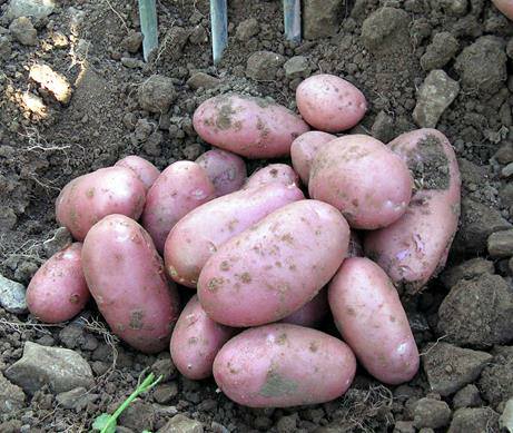 Potatoes in raised beds: A growing guide for success 2